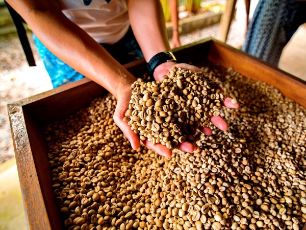 Der Schümli Café Crème Bio & Fair wird auf der Kaffeeplantage schonend und ökologisch nachhaltig angebaut.